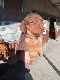 Pastore australiano x border collie