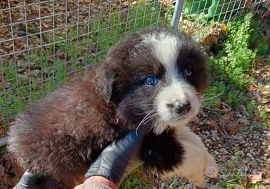 Cucciolo taglia media disponibile