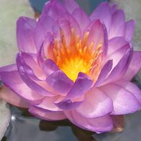 ninfea QUEEN SIRIKIT 