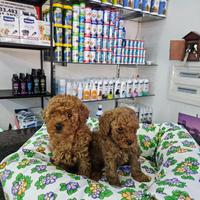 Barboncini asiatici tk