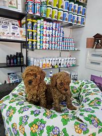 Barboncini asiatici tk