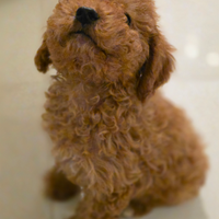 Barboncino toy