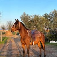 Cavallo argentino