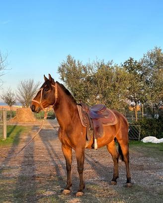 Cavallo argentino