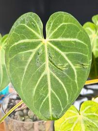 Anthurium crystallinum  