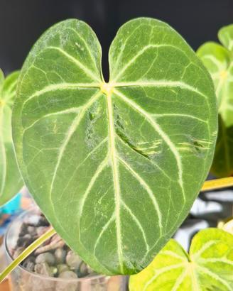 Anthurium crystallinum  