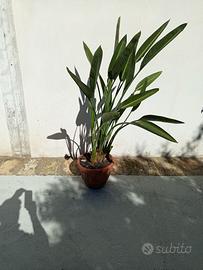 sterlizia regina 