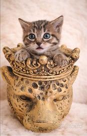 Gattina stupenda 60 gg