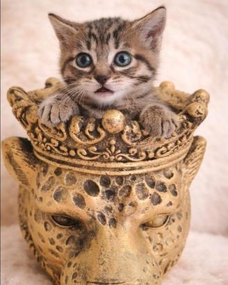 Gattina stupenda 60 gg