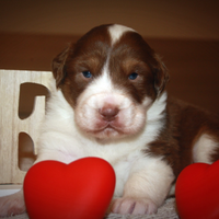 Cuccioli Australian shepherd pastore australiano