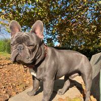 Bulldog francese disponibile per monta