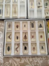 insetti da collezione 