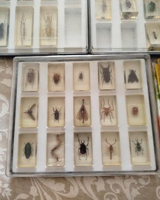 insetti da collezione 