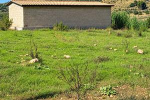 Rustico - Caltagirone