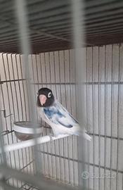 inseparabili personata 