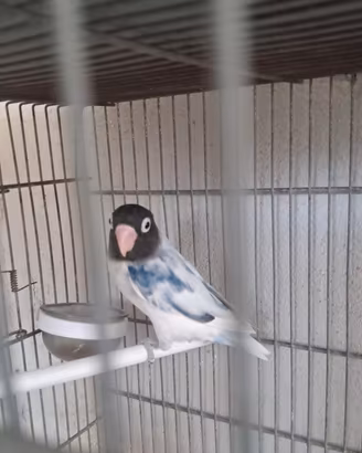 inseparabili personata 