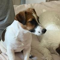 Jack russell terrier femmina pelo liscio
