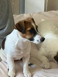 Jack russell terrier femmina pelo liscio