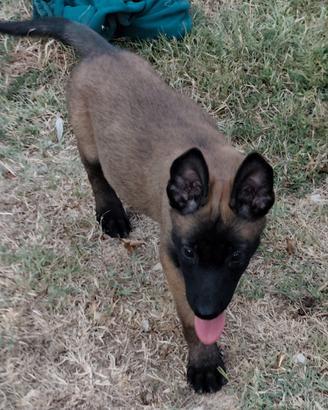 pastore belga malinois maschio pedigree ENCI 
