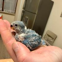 Inseparabile blu allevato a mano