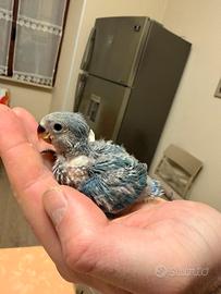 Inseparabile blu allevato a mano