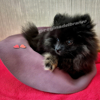 Cucciole di Spitz tedesco/Pomerania