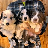 Cuccioli di Border Collie