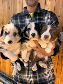 Cuccioli di Border Collie
