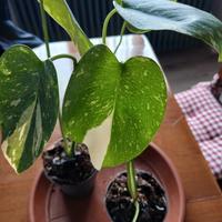 2 piante monstera thai constellation