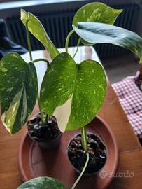 2 piante monstera thai constellation