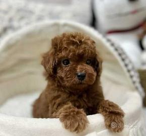 Barboncino red intenso