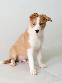 Border collie