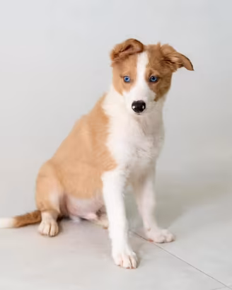 Border collie