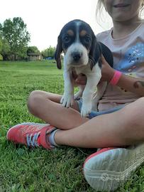 Beagle tricolore cuccioli