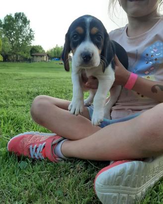 Beagle tricolore cuccioli