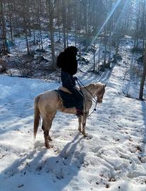 Cavallo Appaloosa