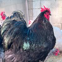 Galline orpington