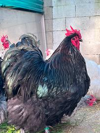 Galline orpington