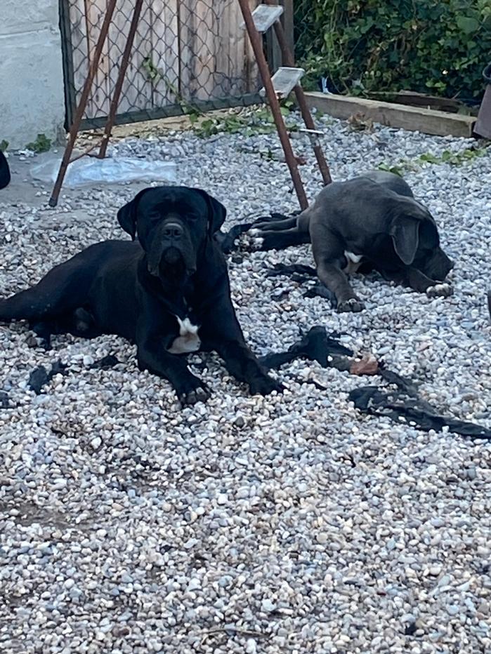 Cane corso nero Regalo e vendita animali