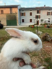 Conigli