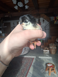 Pulcini
