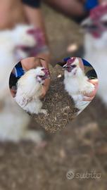 vari animali...