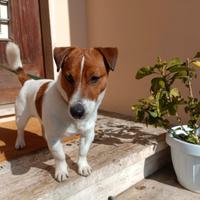 Jack Russell per casa con giardino in Toscana