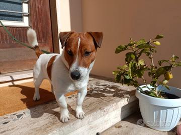 Jack Russell per casa con giardino in Toscana