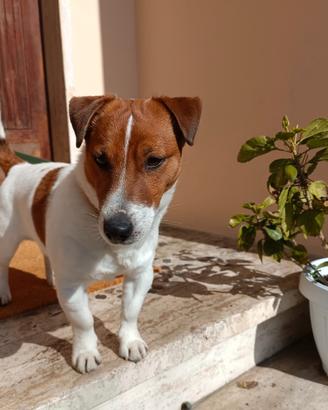 Jack Russell per casa con giardino in Toscana