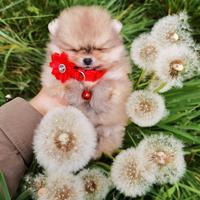 Cuccioli spitz pomerania TOY Pedigree ENCI rossi