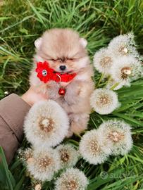 Cuccioli spitz pomerania TOY Pedigree ENCI rossi