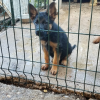 Cucciole femmina di Pastore Tedesco