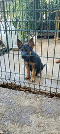 Cucciole femmina di Pastore Tedesco