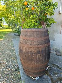 BOTTE